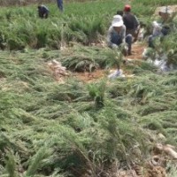 出售沙地柏（臭柏） 四季玫瑰 榆葉梅 側(cè)柏