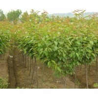 貴州櫻花苗，貴州1-3公分櫻花苗，貴陽櫻花苗