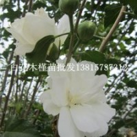 江蘇有賣雞肉花種苗的嗎