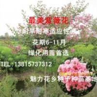 當年開花一米五高粉紅色紫薇樹苗一公分粗