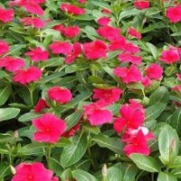 長(zhǎng)春花，天天開(kāi)，垂吊牽牛