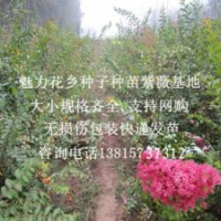 江蘇銷量的紫薇苗基地專供大小規(guī)格紫薇樹苗