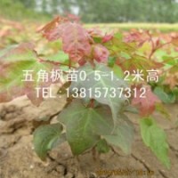 五角槭小樹苗批發(fā)五角槭樹苗低價銷售