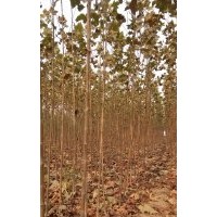 速生法桐小苗 基地直銷