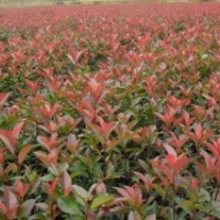 晴空苗木種植園種植的紅葉石楠色澤鮮艷,成活率高