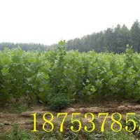 速生法桐小苗|法桐育苗|法桐扦插技術(shù)