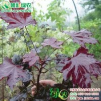 紅國(guó)王挪威槭小苗 紅國(guó)王挪威槭 紅楓樹(shù)苗 樹(shù)形優(yōu)美 價(jià)格實(shí)惠