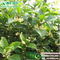 天香臺(tái)閣 四季開(kāi)花 香氣濃郁 桂花小苗供應(yīng)包成活—江西綠農(nóng)發(fā)展