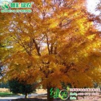 日本紅楓 赤金楓