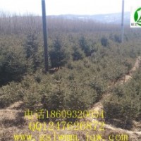 甘肅云杉甘肅油松綠王供應(yīng)