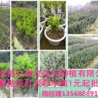 曼地亞紅豆杉小苗出售，500萬供應(yīng)量，基地直銷