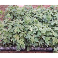 供應秋火焰秋紅楓扦插小苗