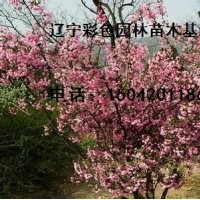 印第安魔力海棠、二年生印第安魔力海棠苗