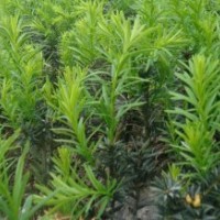 四川地區(qū)批發(fā)曼地亞紅豆杉20公分高