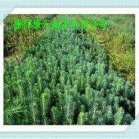 青仟云杉 10-15公分