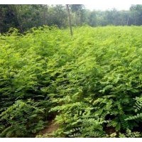 紫穗槐大量供應(yīng)各種規(guī)格小苗 二年苗