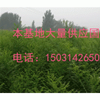 國槐小苗大量供應(yīng)