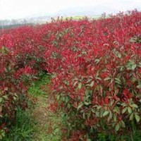 本苗木基地有扦插紅葉石楠1-5年