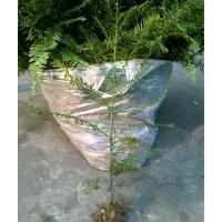 紅豆杉小苗價(jià)格_樹苗高50公分