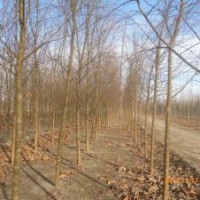 垂柳的生活習(xí)性及特征