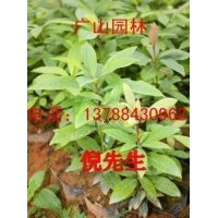 大量供應(yīng)金絲楠木苗、紅豆杉苗、桂花苗、竹柏苗、銀杏