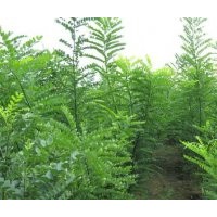 山東國(guó)槐價(jià)格，山東國(guó)槐小苗種植基地，天銳苗木