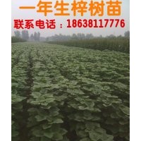 供應(yīng)當(dāng)年生梓樹苗200萬株，楸樹苗80萬株