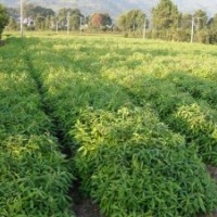 江西濕地松小苗，湖南濕地松價(jià)格，安薇濕地松基地，四川濕地松哪