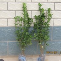 河北深州北四王苗木-30-80公分衛(wèi)矛