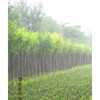 河北深州北四王低價供應矮接，高接金葉榆