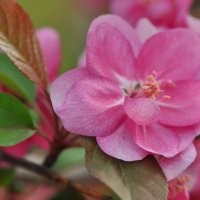 浙江北美海棠、浙江省北美海棠價格、美國海棠