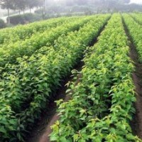 供應(yīng)自產(chǎn)香樟樹苗，八月桂，青楓，嫁接紅楓及各種綠化竹子