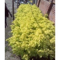 大量出售自家金葉復(fù)葉槭（金葉糖槭）扦插苗100萬(wàn)。