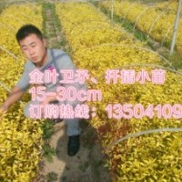 金葉衛(wèi)矛15-30cm、2.5元/棵