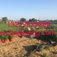 藍(lán)田碧林苗木有限公司長(zhǎng)期提供大量?jī)?yōu)質(zhì)白皮松