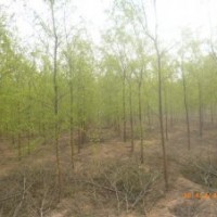 保定垂柳、保定柳樹