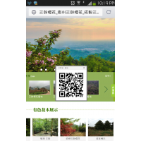 長期供應櫻花、桂花、銀杏