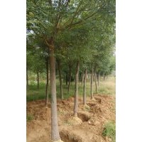 供應(yīng)國槐 合歡 白蠟 法桐