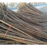 供應(yīng)1公分 1.5公分 2公分北欒 濟(jì)寧北欒