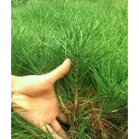 供1到6年10到50高營(yíng)養(yǎng)缽、營(yíng)養(yǎng)袋、營(yíng)養(yǎng)杯白皮松。