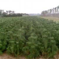 銅川苗木基地大量供應(yīng)油松、側(cè)柏等苗木