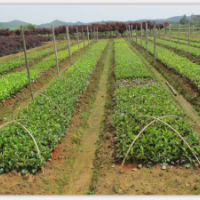 供應(yīng)15-40公分茶花小苗