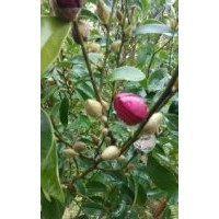 漳州紫花含笑花