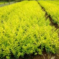 出售色塊小苗 紅葉石楠 紅花繼木 金森女貞 杜鵑