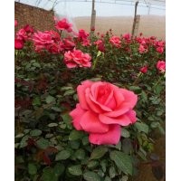 山東月季工程苗 青州豐花月季苗價(jià)格 青州大花月季批發(fā)價(jià)格