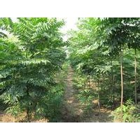 無患子樹苗出售