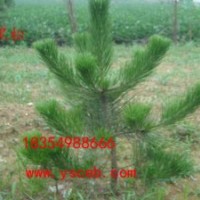 黑松苗，黑松苗木，油松樹苗