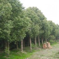 香樟各種規(guī)格電詢。