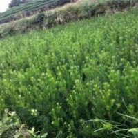 供應(yīng)福安羅漢松最新價(jià)格