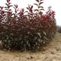 紅葉李成品苗 3--8公分紅葉李